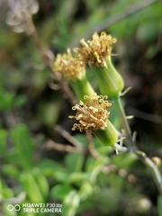 Baculellum articulatum