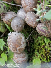 Baculellum articulatum
