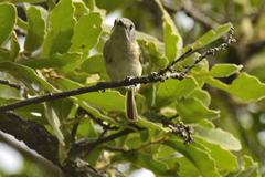 Vireo nelsoni