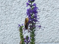 Philanthus triangulum