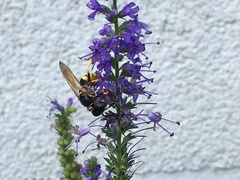 Philanthus triangulum