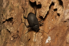 Plesiophthalmus davidis