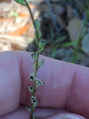 Nuttallanthus canadensis