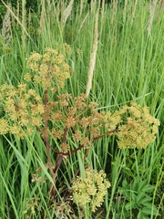 Angelica archangelica litoralis