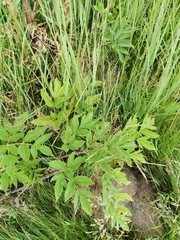 Angelica archangelica litoralis