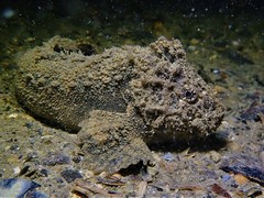 Paraploactis intonsa