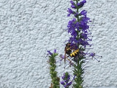 Philanthus triangulum