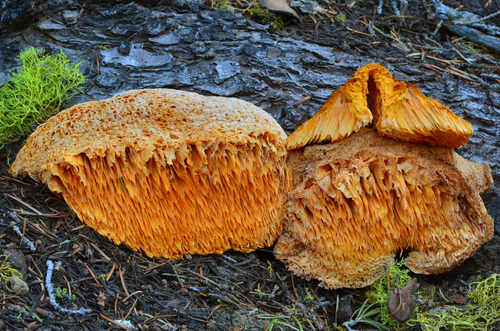 Pycnoporellus alboluteus