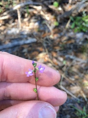 Nuttallanthus canadensis