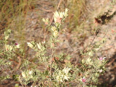 Boronia lanuginosa