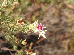 Boronia lanuginosa