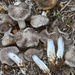 Tricholoma moseri - Photo (c) Christian Schwarz, some rights reserved (CC BY-NC), uploaded by Christian Schwarz