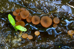 Sclerotinia