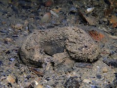 Paraploactis intonsa