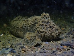 Paraploactis intonsa