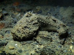 Paraploactis intonsa