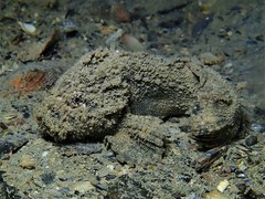 Paraploactis intonsa