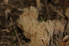 Pterula multifida