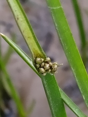 Schoenoplectus triqueter