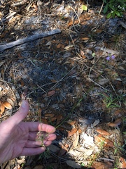 Nuttallanthus canadensis