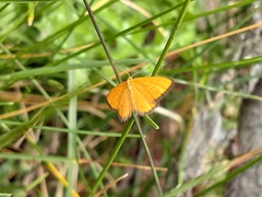 Idaea flaveolaria