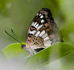 Euthalia adonia pinwilli