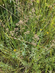 Galium rubioides