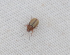 Cryptocephalus fulvus