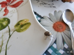 Rhaphigaster nebulosa