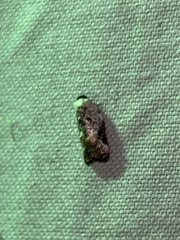 Acleris nivisellana
