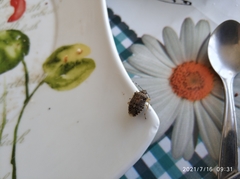 Rhaphigaster nebulosa