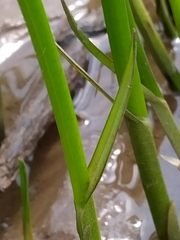 Schoenoplectus triqueter