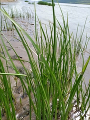 Schoenoplectus triqueter