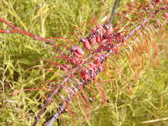 Grevillea dryandri