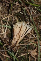 Pterula multifida