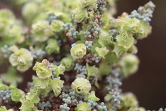 Maireana pyramidata