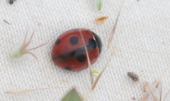 Coccinella quinquepunctata