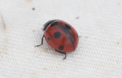 Coccinella quinquepunctata