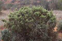 Maireana pyramidata