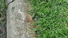 Lophopompilus samariensis