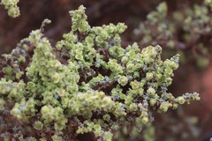 Maireana pyramidata