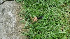 Lophopompilus samariensis