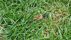 Lophopompilus samariensis