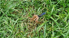 Lophopompilus samariensis