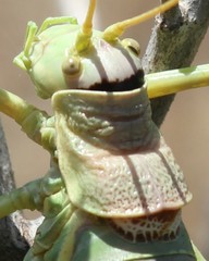 Ephippiger apulus apulus