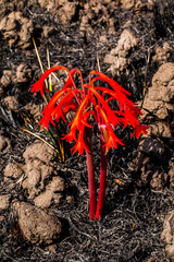 Cyrtanthus contractus
