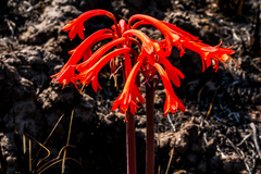 Cyrtanthus contractus