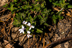 Dyschoriste burchellii