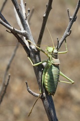 Ephippiger apulus apulus