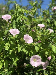 Calystegia sepium spectabilis